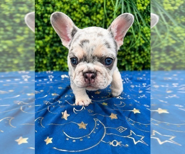 Medium Photo #1 French Bulldog Puppy For Sale in CHICAGO, IL, USA