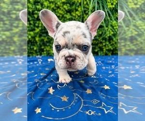 French Bulldog Puppy for sale in CHICAGO, IL, USA
