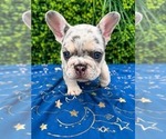 Image preview for Ad Listing. Nickname: Frenchie