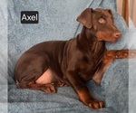 Small #1 Doberman Pinscher