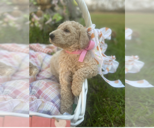 Poodle (Standard) Puppy for Sale in PACE, Florida USA