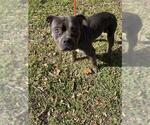 Small Staffordshire Bull Terrier Mix