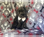 Small #3 Schnauzer (Miniature)