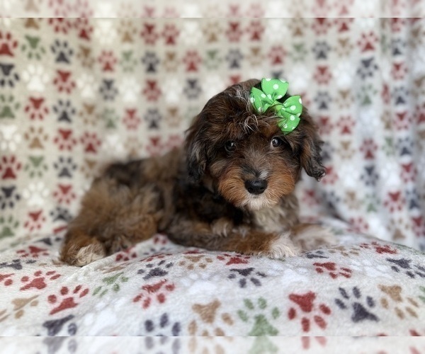 Medium Photo #8 Aussiedoodle Miniature  Puppy For Sale in LAKELAND, FL, USA