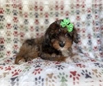 Small #7 Aussiedoodle Miniature 