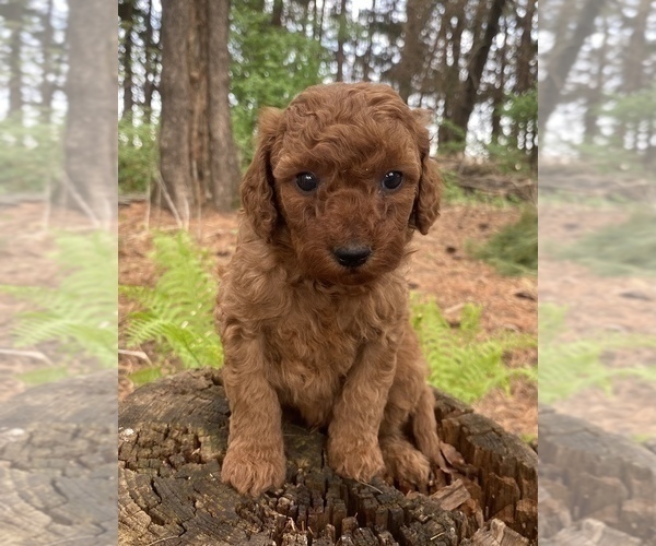 Medium Photo #20 Poodle (Miniature) Puppy For Sale in RUDD, IA, USA