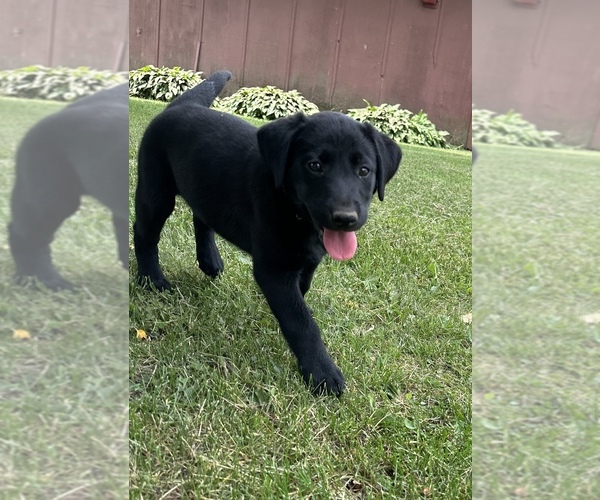 Medium Photo #1 Labrador Retriever Puppy For Sale in WESTBY, WI, USA