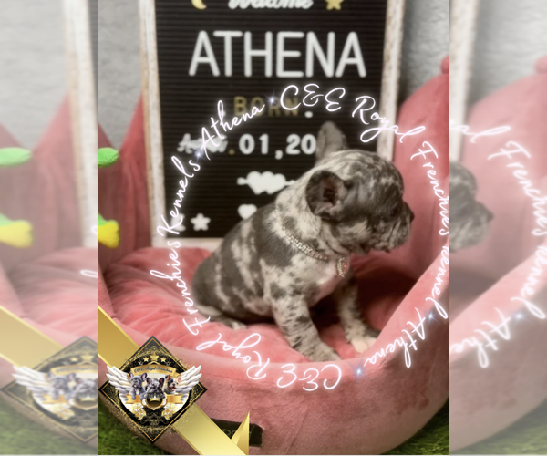 Medium Photo #16 French Bulldog Puppy For Sale in ATHENS, GA, USA