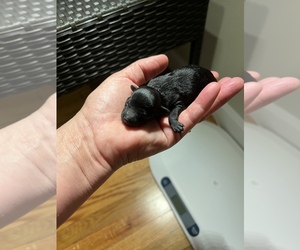 Poodle (Toy) Puppy for sale in WINTER HAVEN, FL, USA