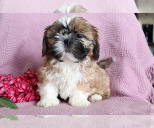 Shih Tzu Puppy for sale in SHILOH, OH, USA