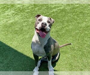American Pit Bull Terrier Dogs for adoption in Orange, CA, USA
