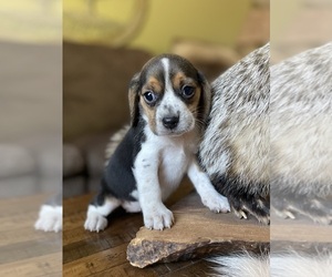 Beagle Puppy for sale in FORDLAND, MO, USA