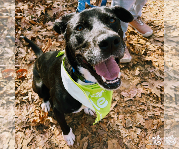 Medium Photo #5 Labrador Retriever-Retriever  Mix Puppy For Sale in Washington, DC, USA