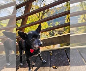 Chihuahua Dogs for adoption in Raeford, NC, USA
