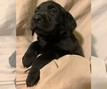 Small Photo #1 Labrador Retriever Puppy For Sale in PUEBLO, CO, USA