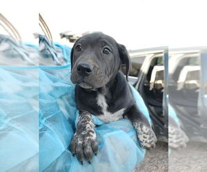 Labrador Retriever-Unknown Mix Dogs for adoption in Bolivar, MO, USA