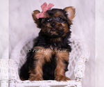 Puppy Beauty Yorkshire Terrier