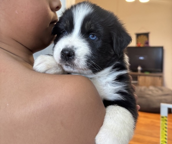 Medium Photo #18 Australian Shepherd Puppy For Sale in DEVINE, TX, USA
