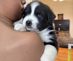 Puppy Sparky Australian Shepherd