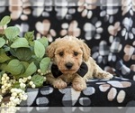 Small Photo #6 Bichpoo-Poodle (Miniature) Mix Puppy For Sale in KIRKWOOD, PA, USA