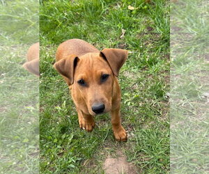 Doberman Pinscher-Unknown Mix Dogs for adoption in Minneaoplis, MN, USA
