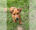 Small Doberman Pinscher Mix