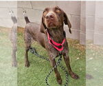 Small #2 German Shorthaired Pointer