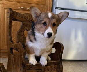 Pembroke Welsh Corgi Puppy for sale in STANLEY, WI, USA
