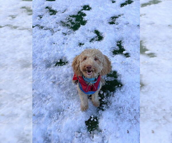 Medium Photo #1 Golden Retriever-Unknown Mix Puppy For Sale in Minneapolis, MN, USA