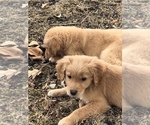 Small Photo #5 Golden Retriever Puppy For Sale in LODI, NY, USA