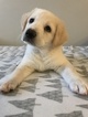 Puppy 2 Labrador Retriever-Unknown Mix