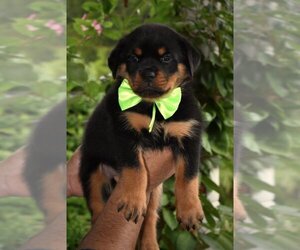Rottweiler Puppy for sale in MCDONOUGH, GA, USA