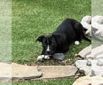 Small #8 American Pit Bull Terrier-American Staffordshire Terrier Mix