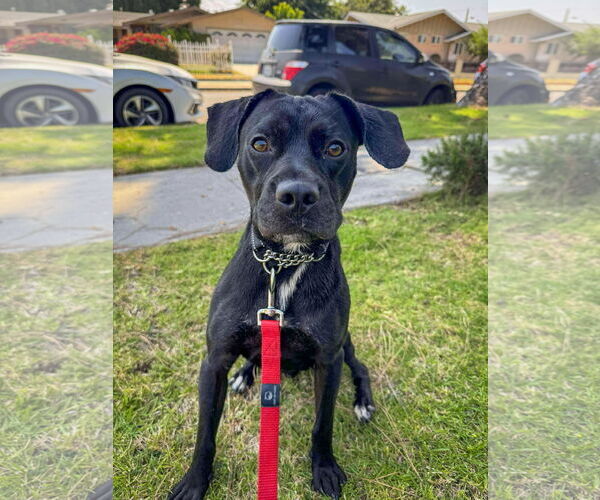 Medium Photo #6 Labrador Retriever-Unknown Mix Puppy For Sale in San Diego, CA, USA