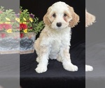 Puppy Brigitta Australian Labradoodle