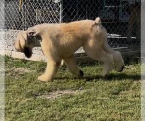 Father of the Bouvier Des Flandres puppies born on 02/18/2026