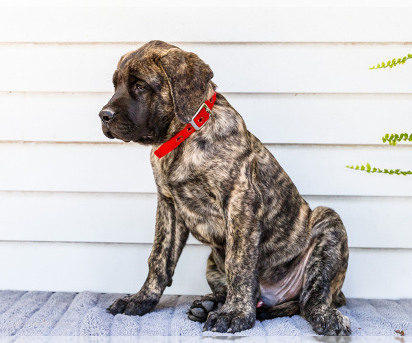 Medium Photo #3 Mastiff Puppy For Sale in WAKARUSA, IN, USA