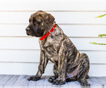 Small #2 Mastiff