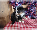 Small Photo #18 Bernese Mountain Dog Puppy For Sale in BLACK FOREST, CO, USA