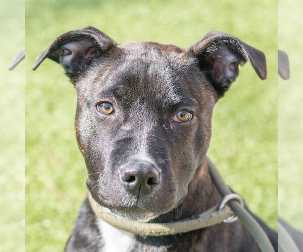 Medium Photo #1 Mutt Puppy For Sale in Hilton Head, SC, USA