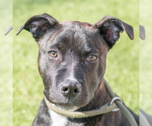 Mutt Dogs for adoption in Hilton Head, SC, USA