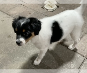 Chihuahua-Rottweiler Mix Puppy for sale in HIALEAH, FL, USA