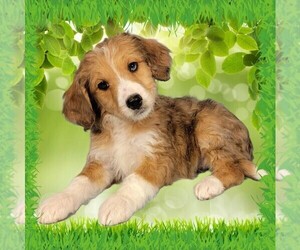 Medium Bernedoodle (Miniature)