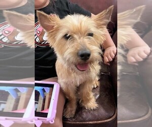 Norwich Terrier Dog for Adoption in BAYTOWN, Texas USA