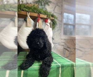 Poodle (Standard) Puppy for sale in RAMER, TN, USA