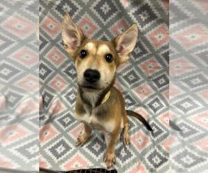 Siberian Husky-Unknown Mix Dogs for adoption in Rockwall, TX, USA