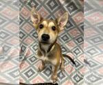 Jenga - Female Siberian Husky-Unknown Mix Dog for Adoption - Small photo