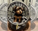 Small Photo #18 Yorkshire Terrier Puppy For Sale in SACRAMENTO, CA, USA