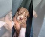 Small #5 Siberian Husky