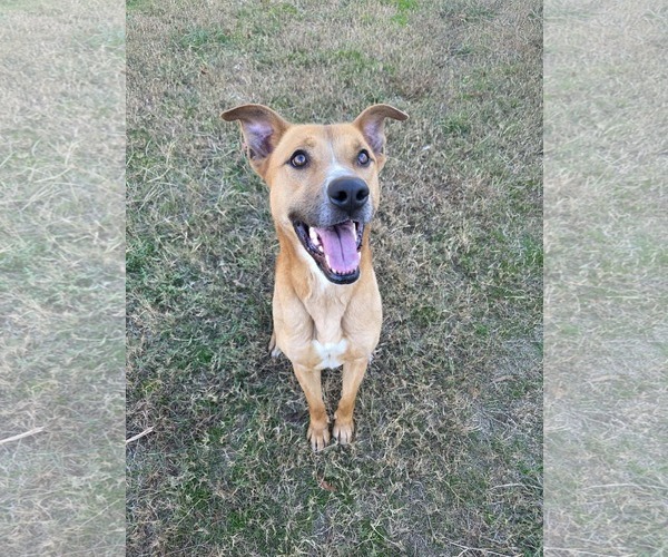 Medium Photo #10 Mutt Puppy For Sale in Woodbury, NY, USA